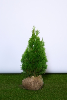 Lebensbaum Thuja Smaragd 60 bis 80cm